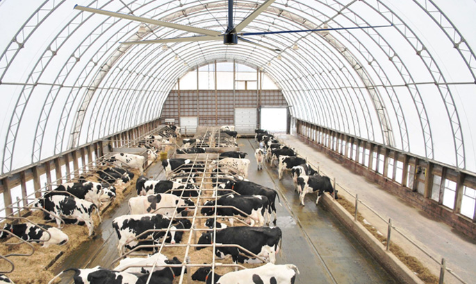 畜牧养殖场安装工业吊扇的五大优势