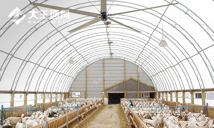 工业风扇帮助养猪场解决通风降温难题