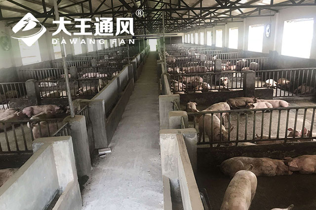 工业风扇为猪圈通风降温提高生猪的养殖密度