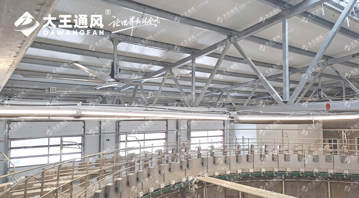 大王通风助力俄罗斯牛场畜牧养殖