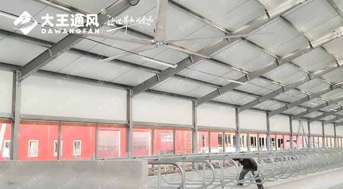 大王通风助力俄罗斯牛场畜牧养殖